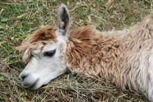 Portrait Of A Sleeping Llama