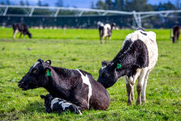 Wall Mural - A mother friesian cow rests and protects her newborn calf in a field of pregnant dairy cows, Canterbury, New Zealand