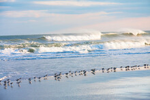 Marching Sanderlings Feeding In The Active Blue Surf .