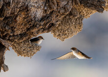 Welcome Swallow Nesting On The Banks Of Cooper Creek, Queensland, Australia.