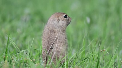 Wall Mural - Ground squirrel Spermophilus pygmaeus standing in the grass. Close up.