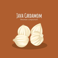 Wall Mural - Vector illustration, Java cardamom (Amomum compactum), also known as true cardamom.