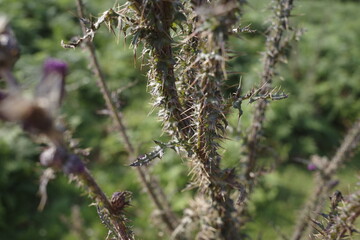 Poster - Vegetation in the countryside