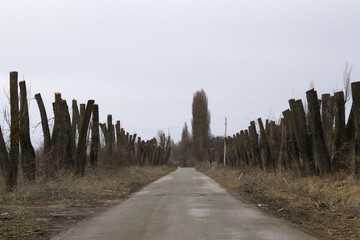 Poster - Scenic view of asphalt road along with pruned trees in the countryside