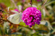 Weißling-Schmetterling auf einer Fliederblüte