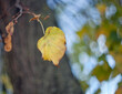 Yellow autumn leaves of a birch on a tree branch lit by the bright sun on a blurred background of tree. Fall.