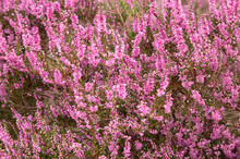 Blooming Wild Purple Common Heather (Calluna Vulgaris).