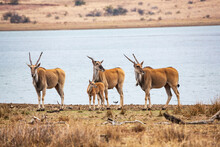 A Group Of Common Eland Antilopes Taurotragus Oryx At Mankwe Dam, Pilanesberg National Park, South Africa