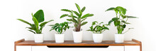 Various Tropical Houseplants In White Ceramic Pots On White Shelf Against White Wall. Indoor Home Garden Banner. Potted Exotic House Plants.