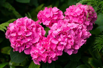 Wall Mural - Hot Pink hydrangea macrophylla flowers, hortensia in summer cottage garden