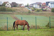 The red horse eating grass in the pasture with the blurred background of village houses.