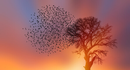 Poster - Silhouette of birds flying with lone dead tree at amazing sunset, sun rays in the background
