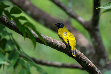 Sticker - Closeup shot of yellow black-headed Bulbul standing on a branch with blurred tree in the background