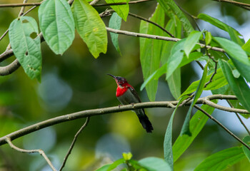 Poster - Closeup shot of a beautiful, colorful bird standing on the branch of a tree