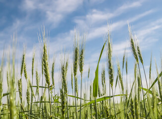 Wall Mural - Green wheat field against spring sky background.