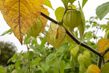 Physalis Peruviana Or Goldenberry Or Cape Gooseberry Plant With Yellow Ripe Fruits