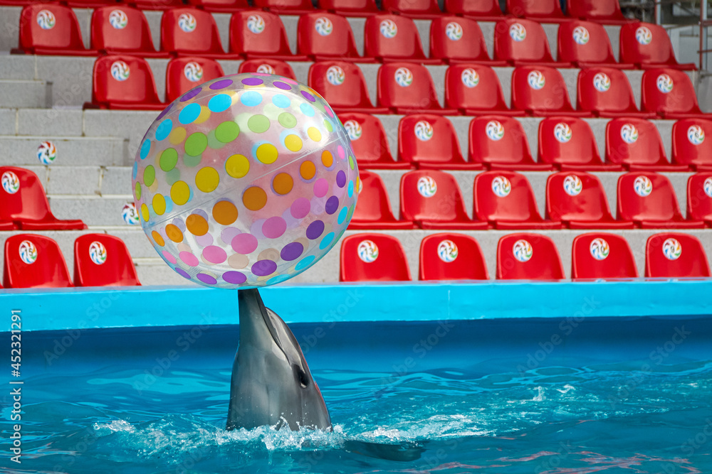 Obraz na płótnie Dolphin playing with colorful ball in dolphinarium with empty sits w salonie
