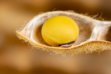 Wall Mural - Closeup of soybean seed in pod. Concept of agriculture, farming and soy products