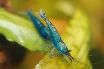 Wall Mural - Blue Diamond Neocaridina