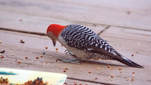 Red-bellied Woodpecker (Melanerpes Carolinus) Eating Bird Seed On A Patio In A Backyard In Panama City, Florida, USA
