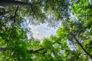 Wall Mural - In summer forest - tree crowns.