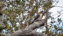 Red-bellied Woodpecker (Melanerpes Carolinus) In An Oak Tree In A Backyard In Panama City, Florida, USA