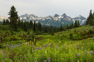 Wall Mural - Mt Rainier National Park hiking during wildflower season in Washington State