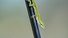 Green Anole On A Fence In A Backyard In Panama City, Florida, USA