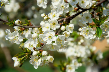 Wall Mural - cherry blossom tree, many flowers, spring background. High quality photo