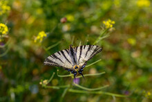 Iphiclides Podalirius, Scarce Swallowtail Butterfly Feeding On Yellow Flower With A Beautiful Green Background