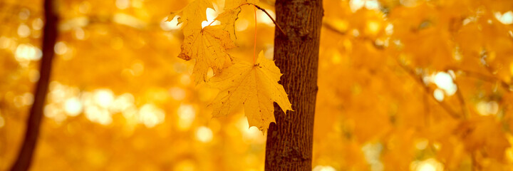 autumn city park or forest in sunny fall day. branches of maple trees with orange falling leaves. good weather. banner