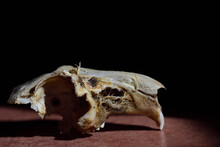The Bony Skull Of A Rat Lies In Front Of A Dark Background As A Close-up