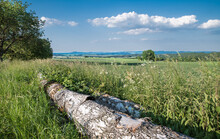 Fallen Birch Tree Trunk In Rural Landscape With White Clouds On Blue Sky. Peeling Bark On Log Lying In Green Grass With Nettles And Wildflowers. View On Spring Cornfield And Hills On Horizon. Czechia.