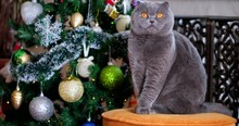 Portrait Of Gray Scottish Fold Cat Near Christmas Tree. Luxurious Domestic Pet Lies On Sofa Against The Background Of Decorated Christmas Tree. Concept Of Merry Christmas, Celebration New Year At Home