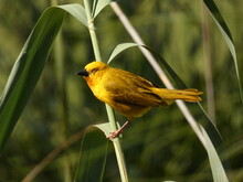 Holub's Golden Weaver (Ploceus Xanthops) - Yellow Weaver Bird Perched On Reeds, Okavango Delta, Botswana