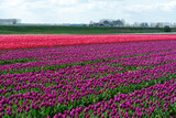 Fototapeta Sawanna - Dutch landscape, colorful tulip flowers fields in blossom in Zeeland province in april