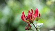 Blooming flowers of Italian woodbine in the blurred natural background