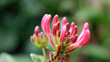blooming flowers of perfoliate honeysuckle in the blurred natural background