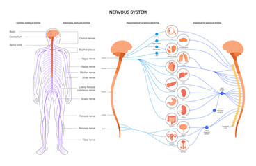 Canvas Print - Autonomic nervous system