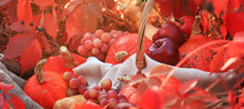 Autumn Composition With Pumpkins And Grapes On A Background Of Red Leaves, Banner. Concept Of Thanksgiving Day Or Halloween With Space For Text