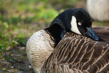 Closeup Of A Canada Goose Resting Its Head On Its Back