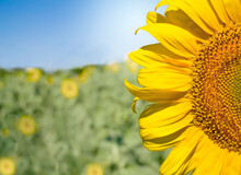 Half Of Beautiful Blooming Sunflower On Blurred Background With Copy Space
