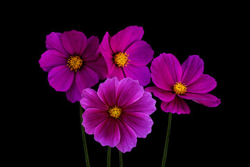 Summer flowers, pink cosmos flowers, isolated on black background - in Latin Cosmos Bipinnatus