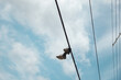 Electricity cable. Shoes hanging.