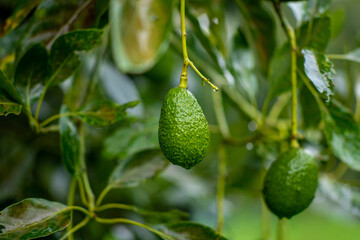 avocado close up