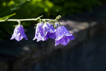 Four Campanula Flowers With Raindrops On A Stem In A Garden; Purple Bellflowers Blooming Over A Garden Wall