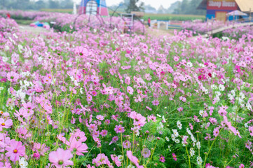 Wall Mural - background field aster of cosmos flower bloom gardens bloom beautifully
