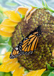 Macro monarch butterfly on sunflower