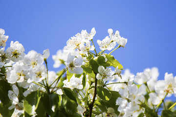 Sticker - Closeup shot of cherry blossoms on a tree branch - great for wallpaper