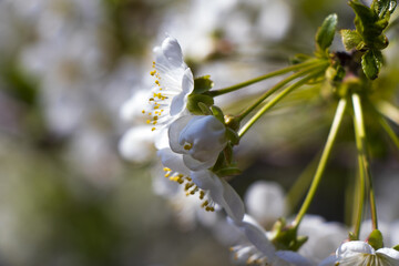 Sticker - Closeup shot of cherry blossoms on a tree branch - great for wallpaper